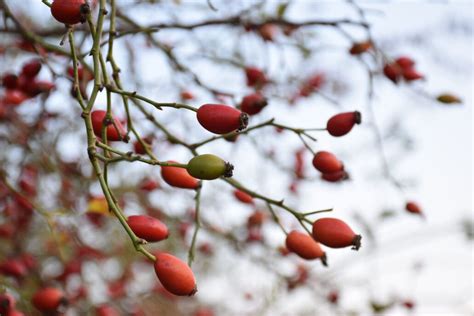 Detail šípok na kríku Rosa canina s listami a tŕňmi