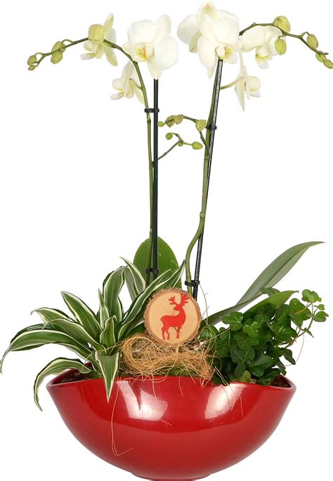 Ilustrácia: Ponáranie kvetináča s orchideou do vody