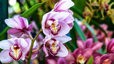 Séria fotografií: Kroky pri presádzaní orchidey