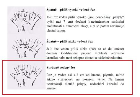 Schéma vyrezávania alebo rozštiepenia kmeňa bonsaja pre efekt starej kôry