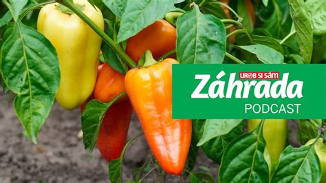 poškodená paprika škodcami