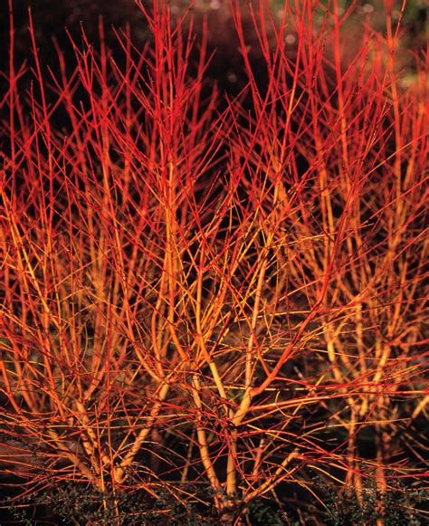 fotografia výhonkov drieňa krvavého 'Midwinter Fire' v zime