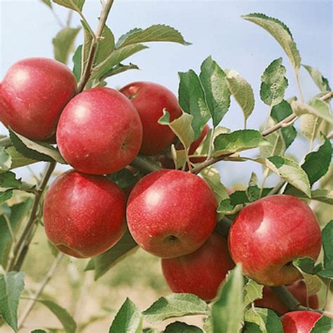 ilustrácia jablone Jonathan s plodmi