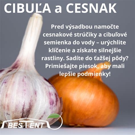 Cesnakové strúčiky s náznakmi klíčenia