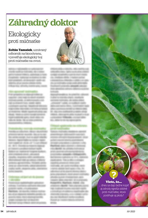 Infografika správneho hnojenia karfiolu