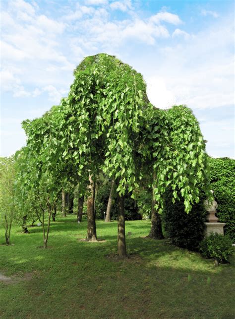 Dekoratívny vzhľad moruše previsnutej (Morus alba 'Pendula') ako solitéra v záhrade.