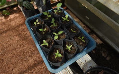 Infografika: Ideálne podmienky na klíčenie chilli (teplota 25-30 °C, vlhkosť, svetlo)