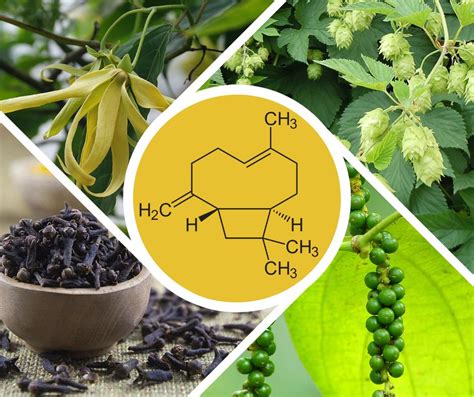 Chemická štruktúra vybraných terpénov z borievkového oleja