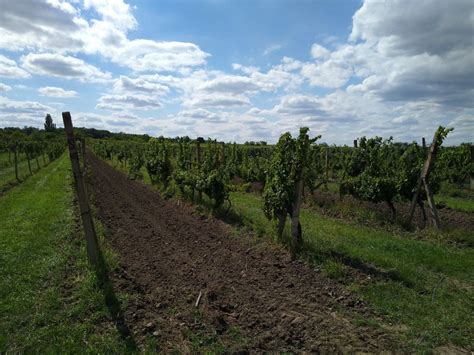 Nákres ideálneho umiestnenia vinice s ohľadom na svetové strany a ochranu pred vetrom