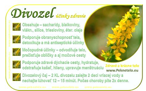 Infografika: Liečivé účinky divozelu veľkokvetého
