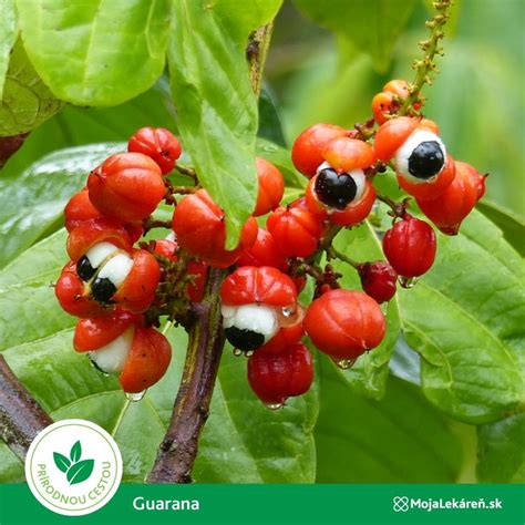 ilustračné foto: zrelé plody guarany, rozrezané semená