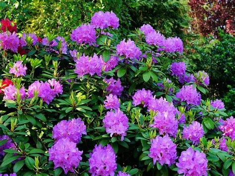 široká škála rododendronov rôznych veľkostí a farieb kvetov