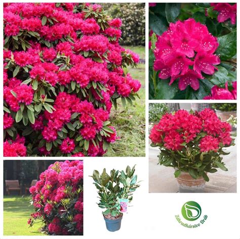 rododendrony s rôznofarebnými kvetmi na jar