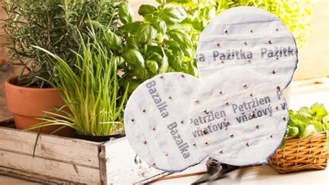 Fotografia znázorňujúca správne označovanie sadeníc v kvetináčoch