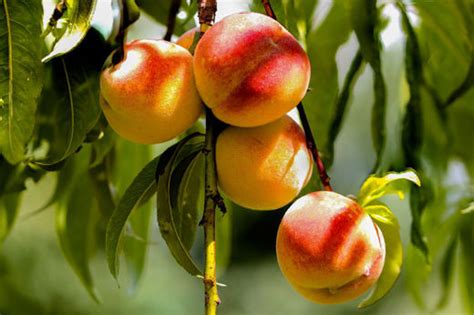 Infografika požiadaviek broskyne na pestovanie (slnko, pôda, závlaha)