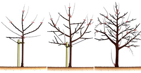 Kresba znázorňujúca jarný rez tují