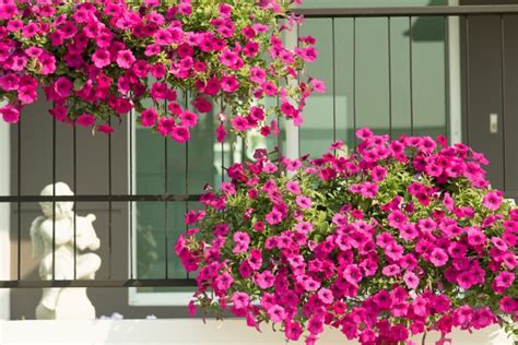 Fotografia ruky zaštipujúcej výhonok surfínie pre podporu rozvetvenia