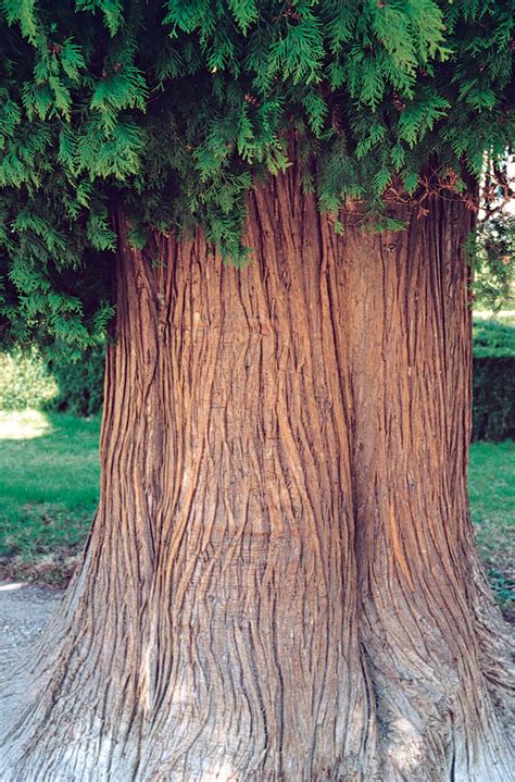 Ilustrácia mladého duba s hladkou kôrou a porovnanie s kôrou starého duba