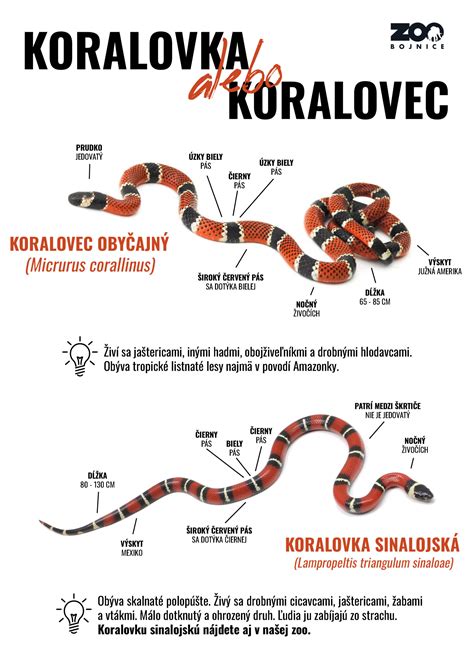Nákres alebo infografika znázorňujúca jednoročné a dvojročné výhonky černíc