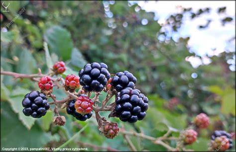 Fotografia opory pre černice (drôtenka alebo plot) s vyviazanými výhonkami