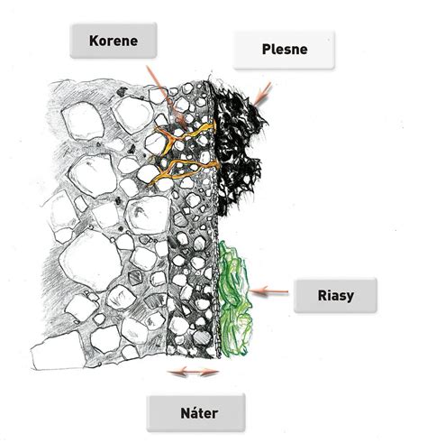 Rôzne typy kvapkových hadíc a ich prierez