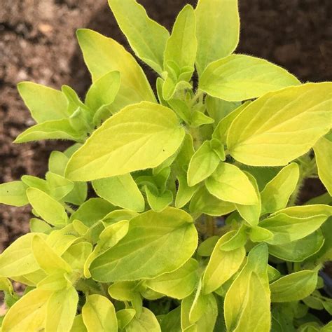 Fotka odrody Oregano 'Aureum' so zlatými listami