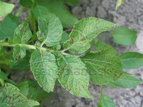 Detailná fotografia dospelého jedinca pásavky zemiakovej na liste zemiaka so zreteľnými čiernymi pruhmi