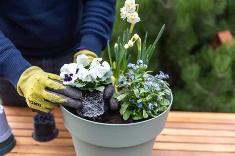 schéma: správna výsadba budleje v kvetináči s drenážou