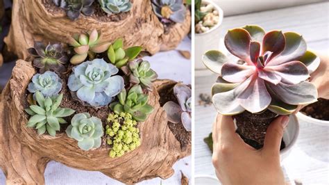 Tematické foto sukulentov v rôznych tvaroch a farbách