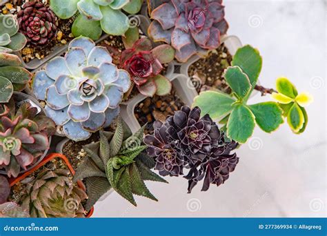 Koláž populárnych sukulentov: Aloe Vera, Echeveria, Lithops, Crassula ovata