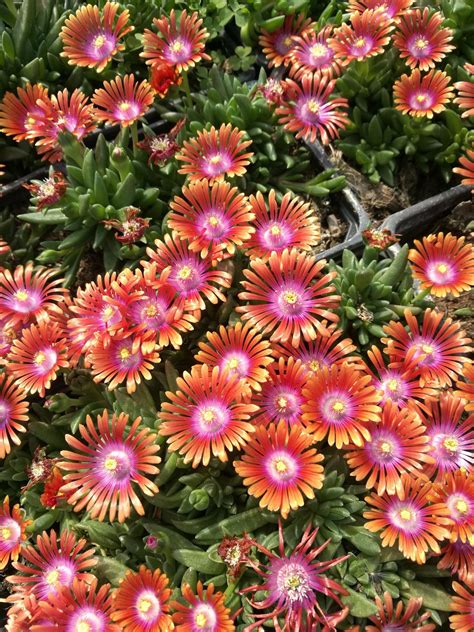 Fotografia kvitnúcej Delospermy so žltými kvetmi v skalke