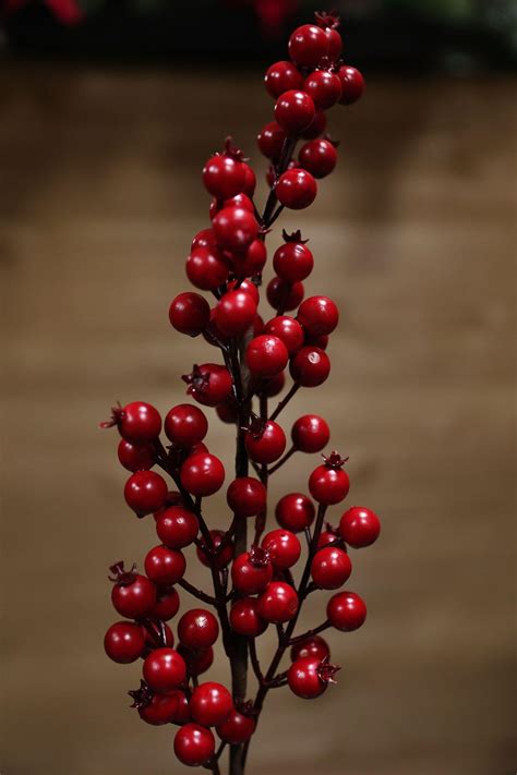 červené bobuľky sečuánskeho korenia na vetvičke