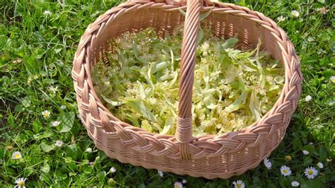 Infografika: Správny zber a sušenie kvetov divozela