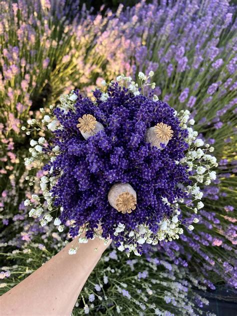 Detailné fotografie pred a po strihaní levandule pre vizuálne vysvetlenie