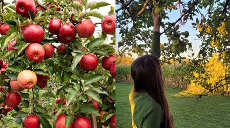 Zrelé jablká visiace na strome v jesennom sade