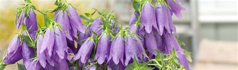 Rozmanité druhy kvetov zvončekov (Campanula) v záhrade