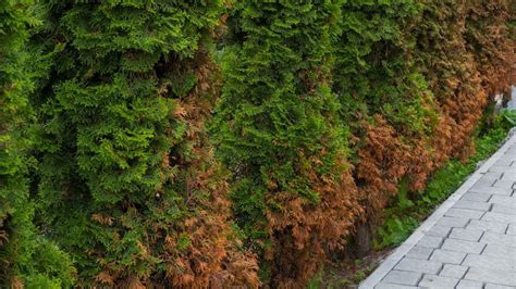 Ilustrácia škodcov napádajúcich tuje