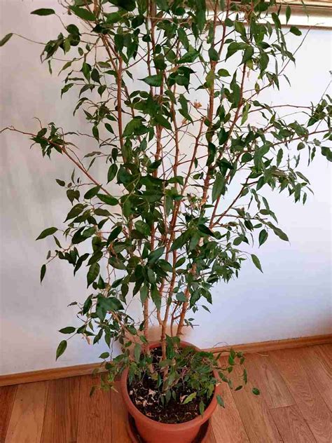 Detailná fotografia Fikusu Benjamina s bujnou zelenou korunou