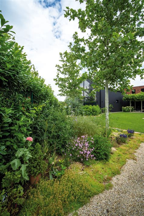 Záber na vzrastlú pampovú trávu s typickými perovitými kvetenstvami v modernej záhrade