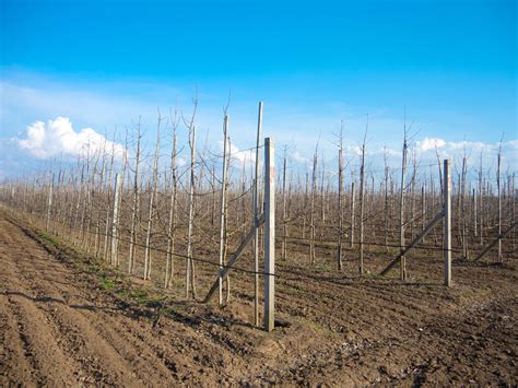 Ilustračná fotografia rôznych druhov ovocných kríkov v záhrade
