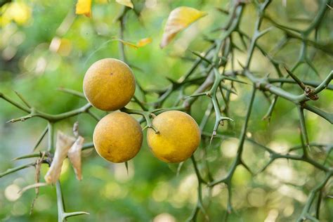 Citrónovníkovec trojlistý s plodmi a tŕňmi