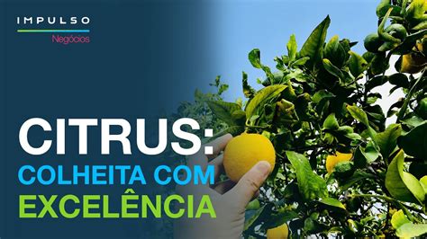 Naočkovaný citrus na mrazuvzdornej podnoži