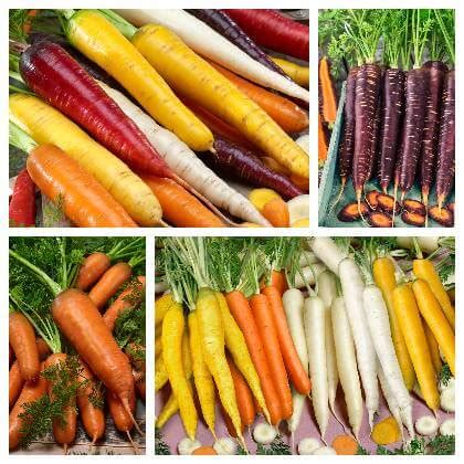 Tematické foto: Rôzne druhy mrkvy v záhrade