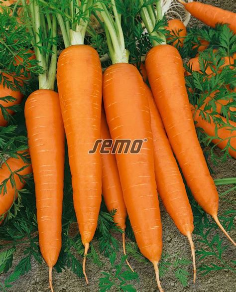 Foto: Mrkva Koloseum F1 v reze