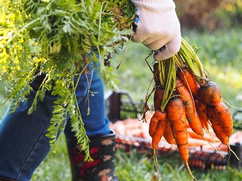 Foto: Ručný zber mrkvy zo záhona