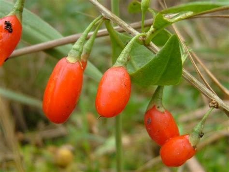Porovnanie plodov Lycium chinense, Lycium barbarum a Lycium rutenicum