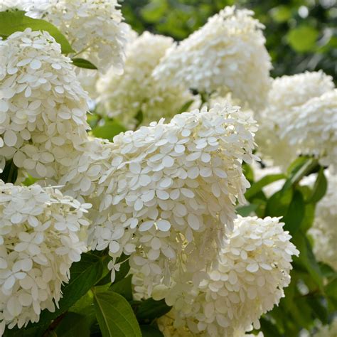 Detail kvetenstva Hortenzie 'Silver Dollar' ukazujúci prechod farieb z krémovo bielej do jemne ružovej