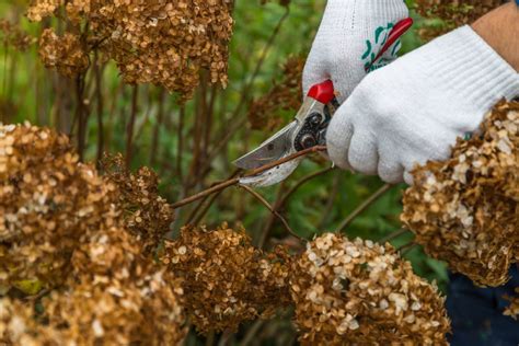 Schéma správneho rezu hortenzie metlinatej v predjarí s vyznačením púčikov