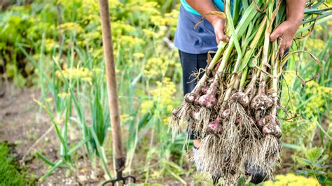 Tematické foto: zrelý cesnak v záhrade pri zbere