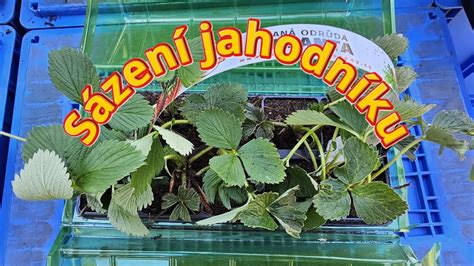 Detailná schéma správneho sadenia jahody do nádoby, s vyznačením polohy srdiečka